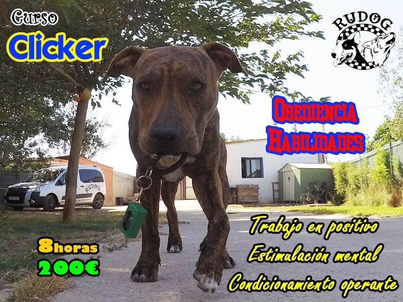 curso clicker zaragoza rudog adiestramiento