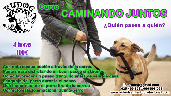paseo perro curso paseo y correa perro zaragoza