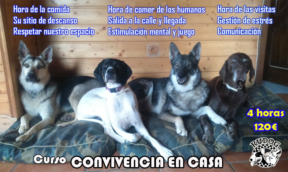 Educación del perro en casa zaragoza