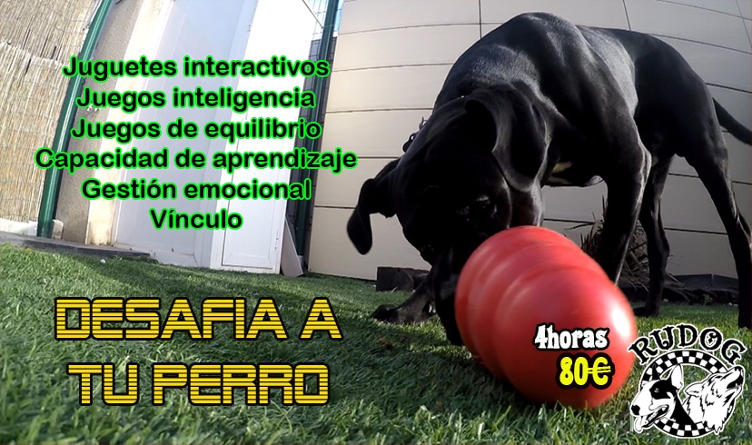 curso inteligencia y estimulacion mental zaragoza