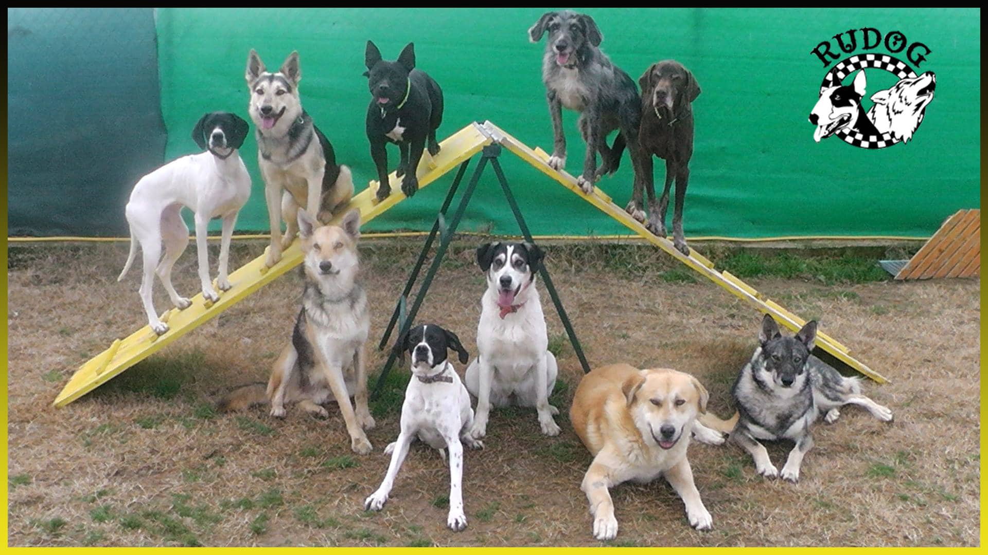 adiestrador canino zaragoza escuela para perros zaragoza