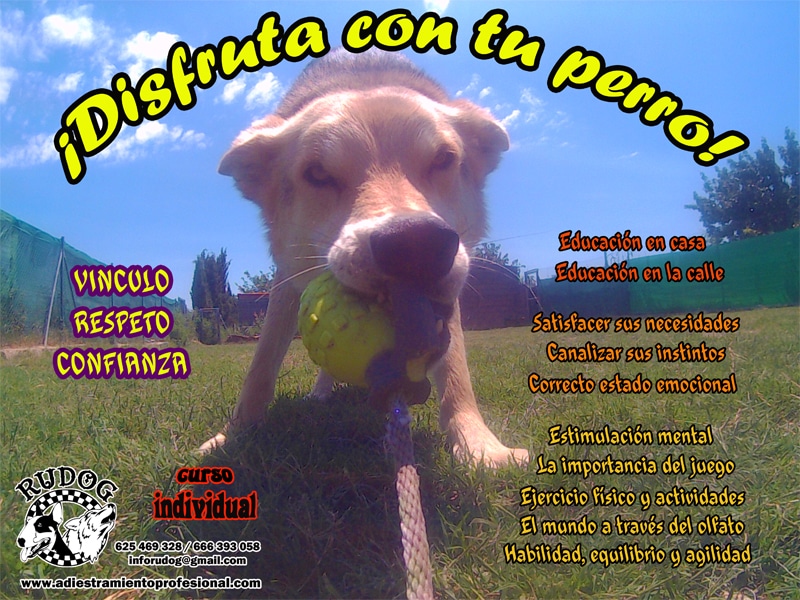 curso de adiestramiento y educacion Zaragoza