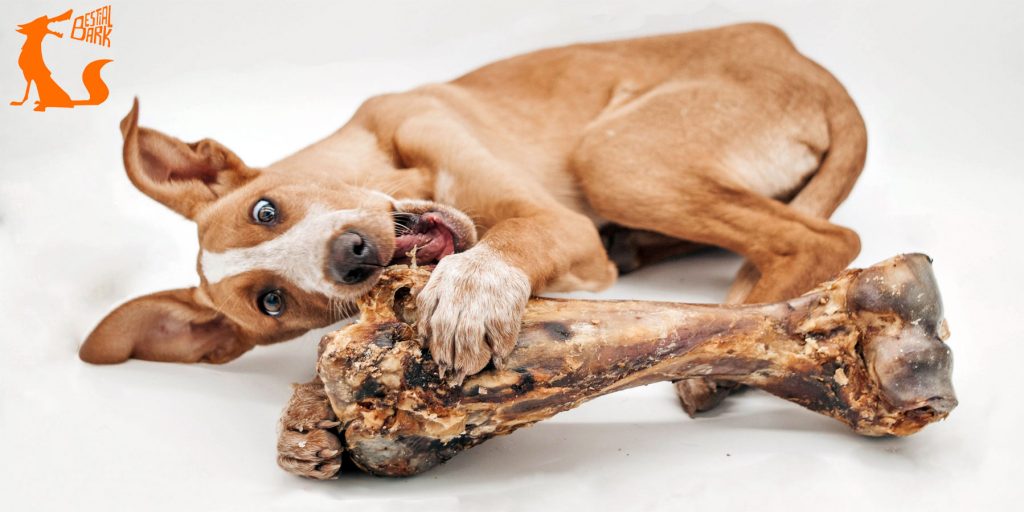 tienda online perros zaragoza